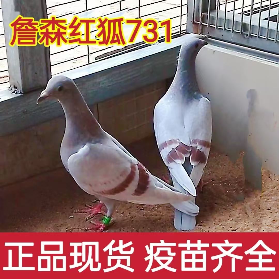 詹森红二线信鸽幼鸽鸽子