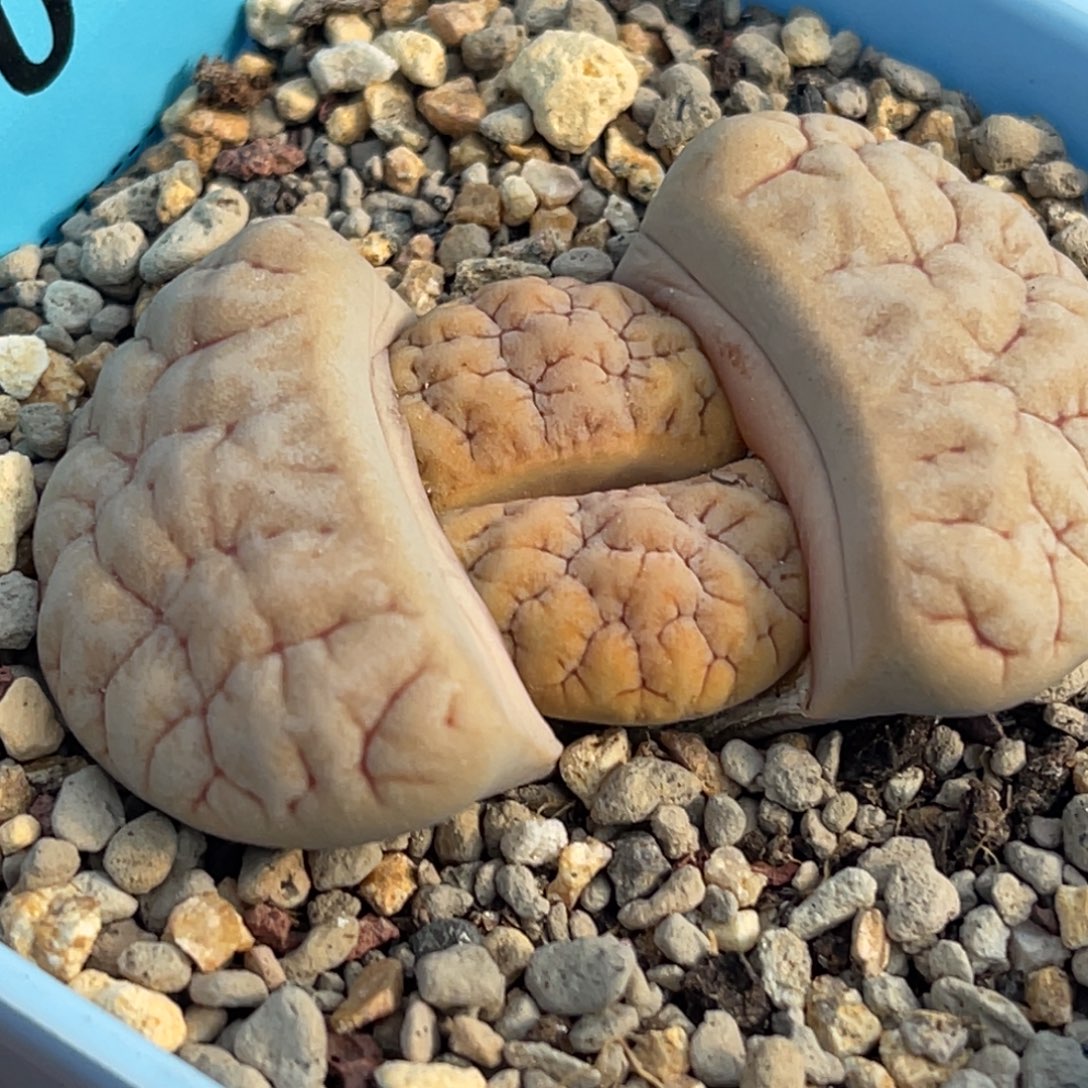9606 凹凸拿铁189一颗