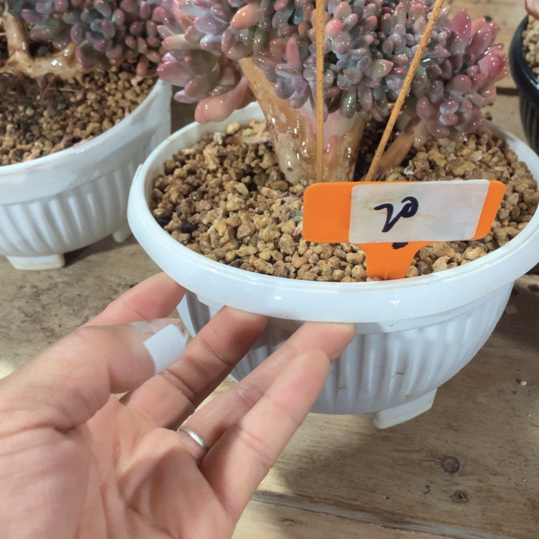 多肉植物灯美人缀48