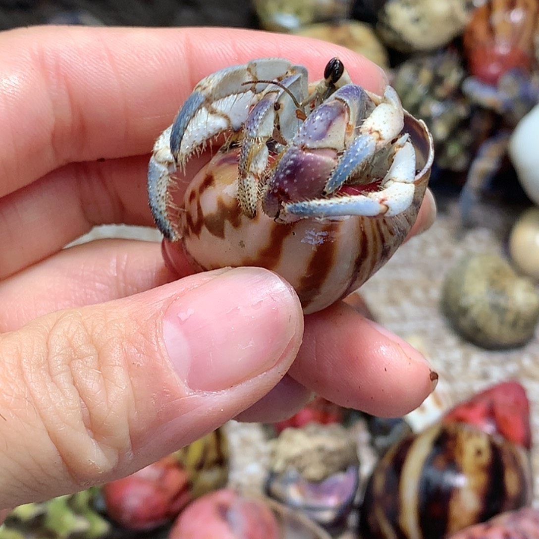 1.9口径奔跑的寄居蟹8号