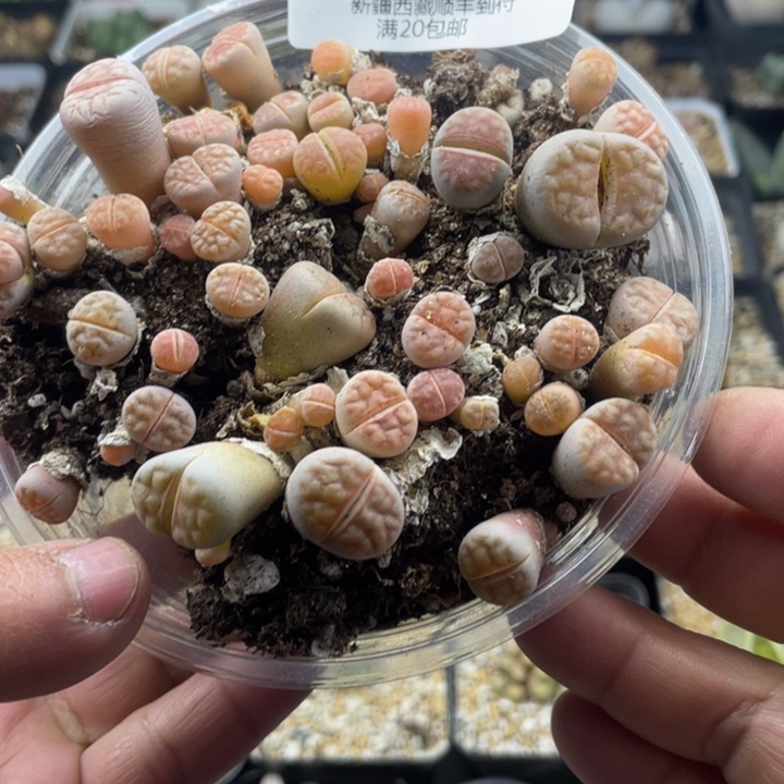 佳人园艺 上福利啦粉红豹745