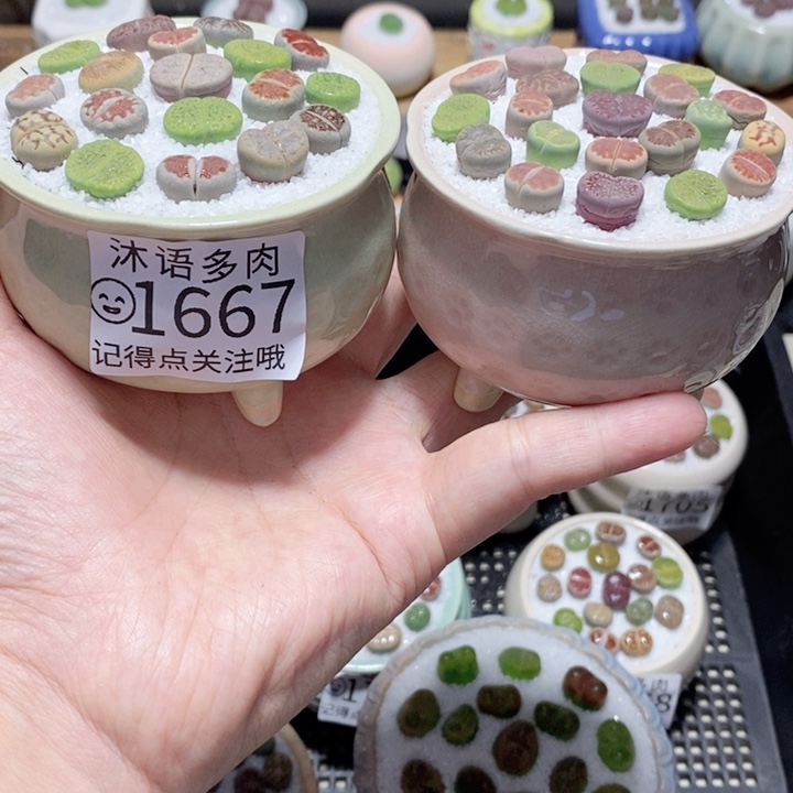 精美盆栽 一物一拍 1667