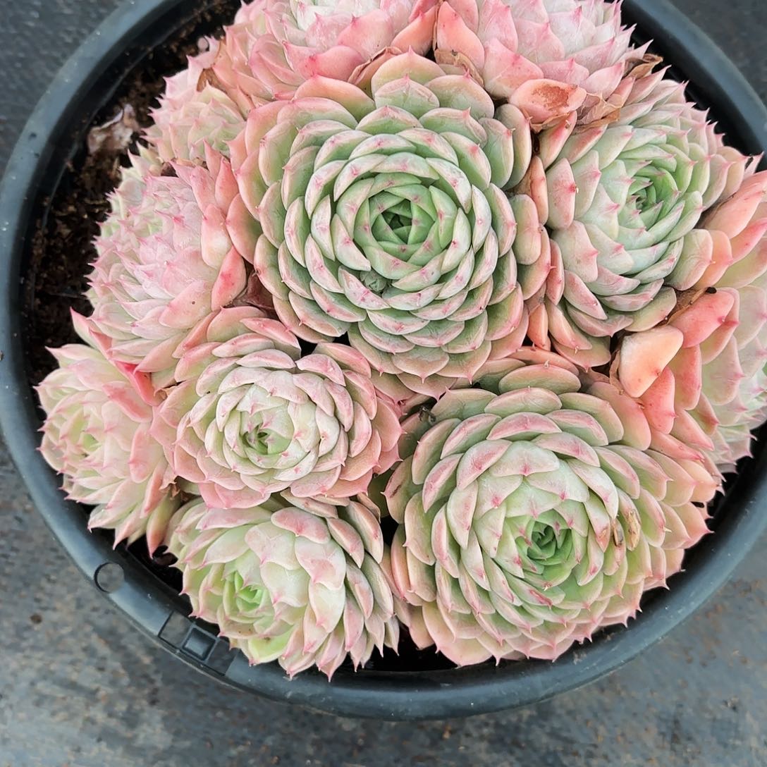 绿****店昂斯洛多肉发货