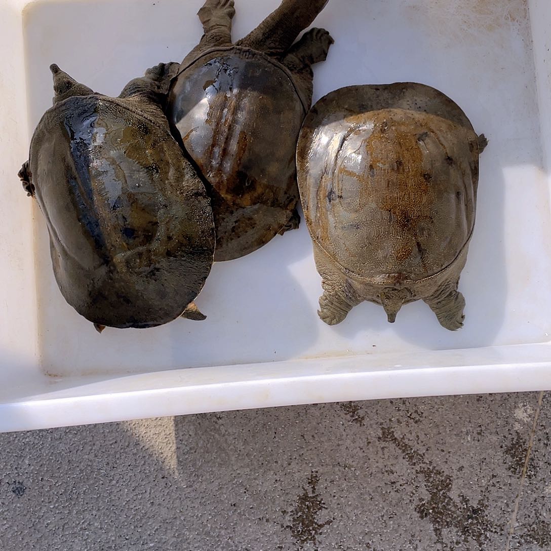 中国大陆12345678