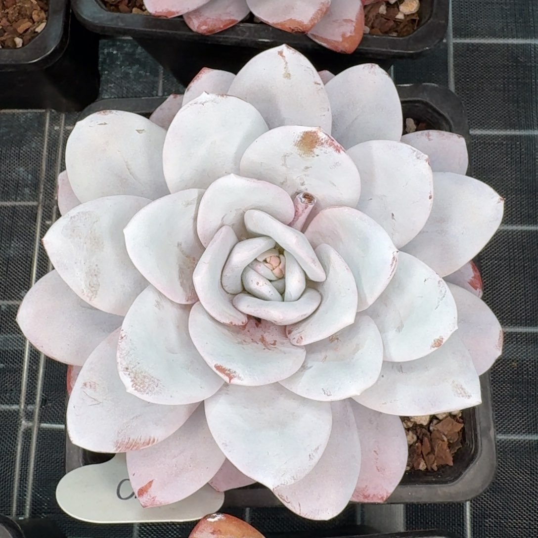 从前慢花园精选0112-雪莲