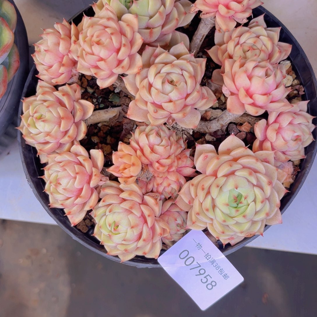 多肉一物一拍7958