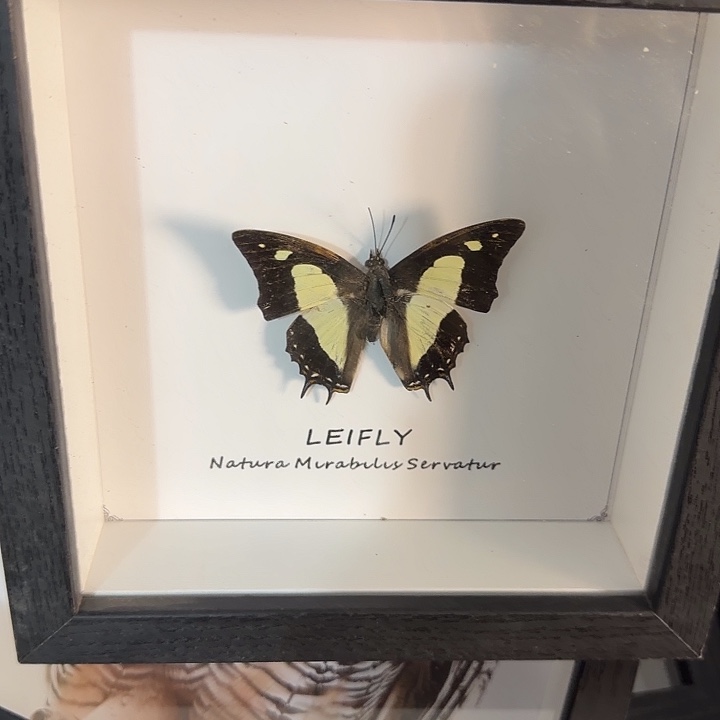 小框165蝴蝶蝴蝶蝴蝶