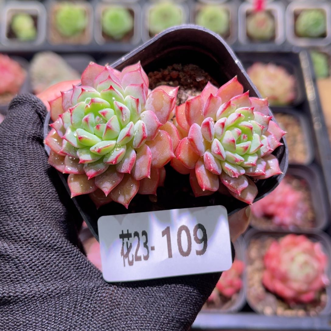 花23-109熊猫脸双头