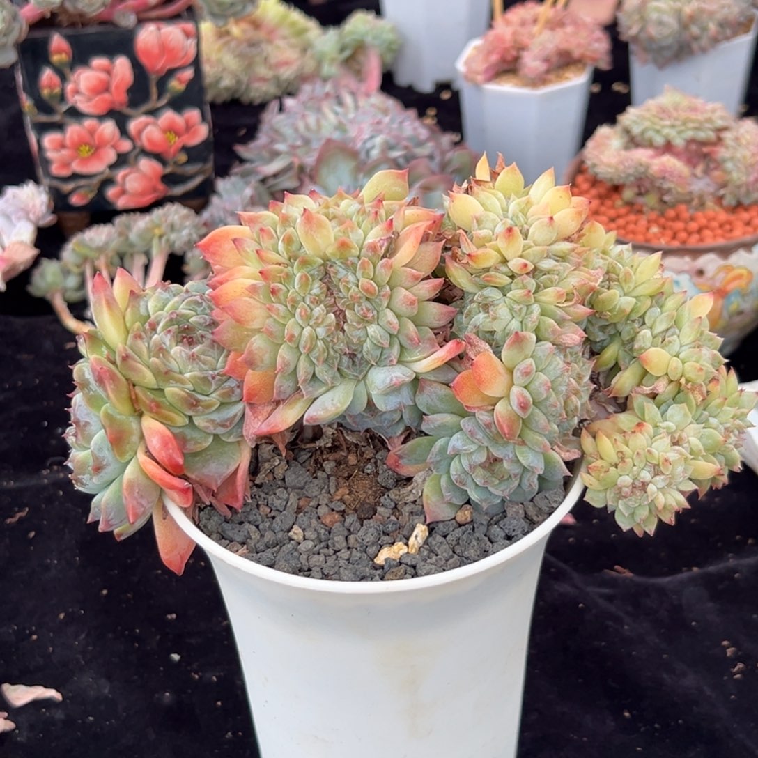 新年快乐 新年快乐 新年快乐