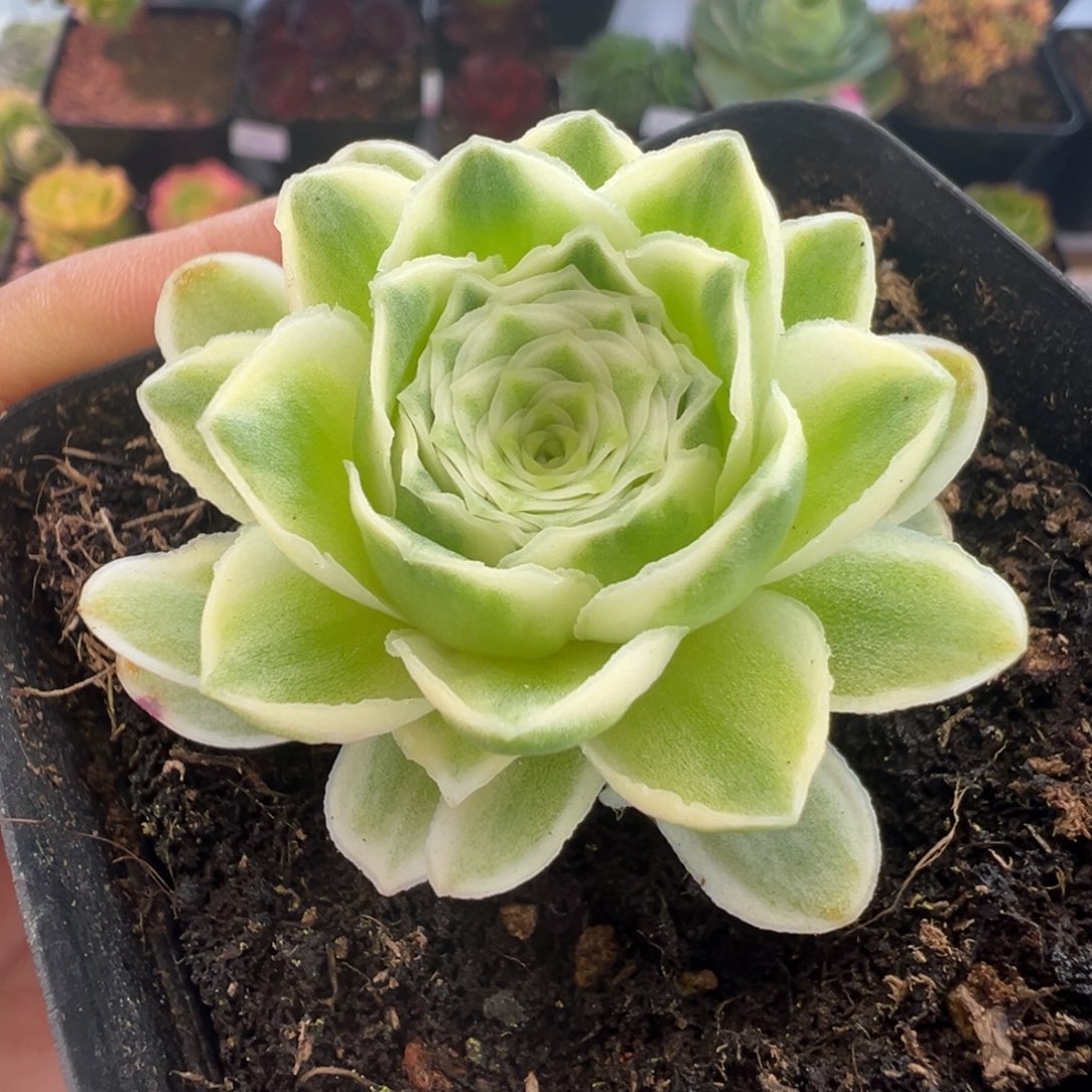 L30半城玫瑰秋夕锦