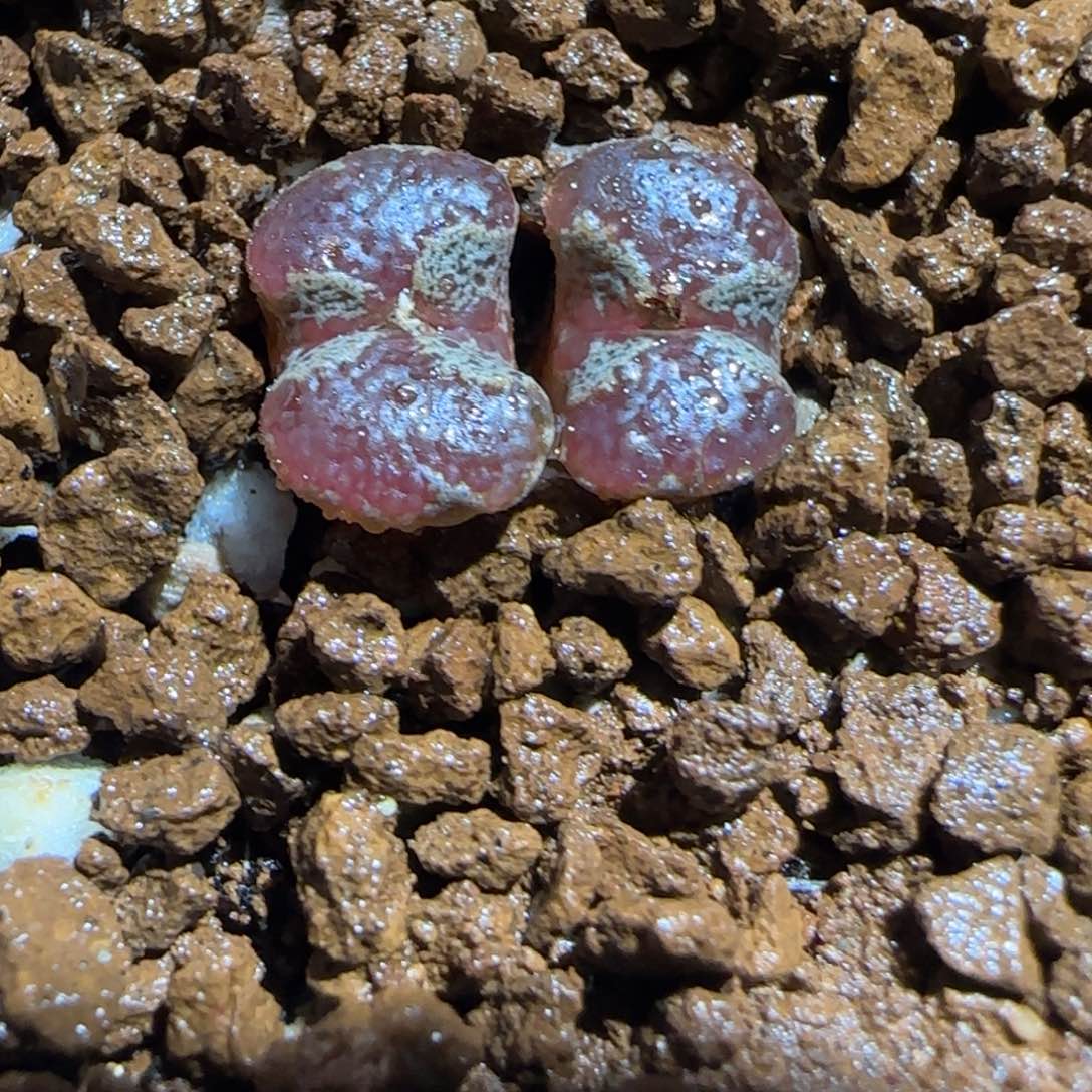 肉锥多肉植物组合-蝴蝶346