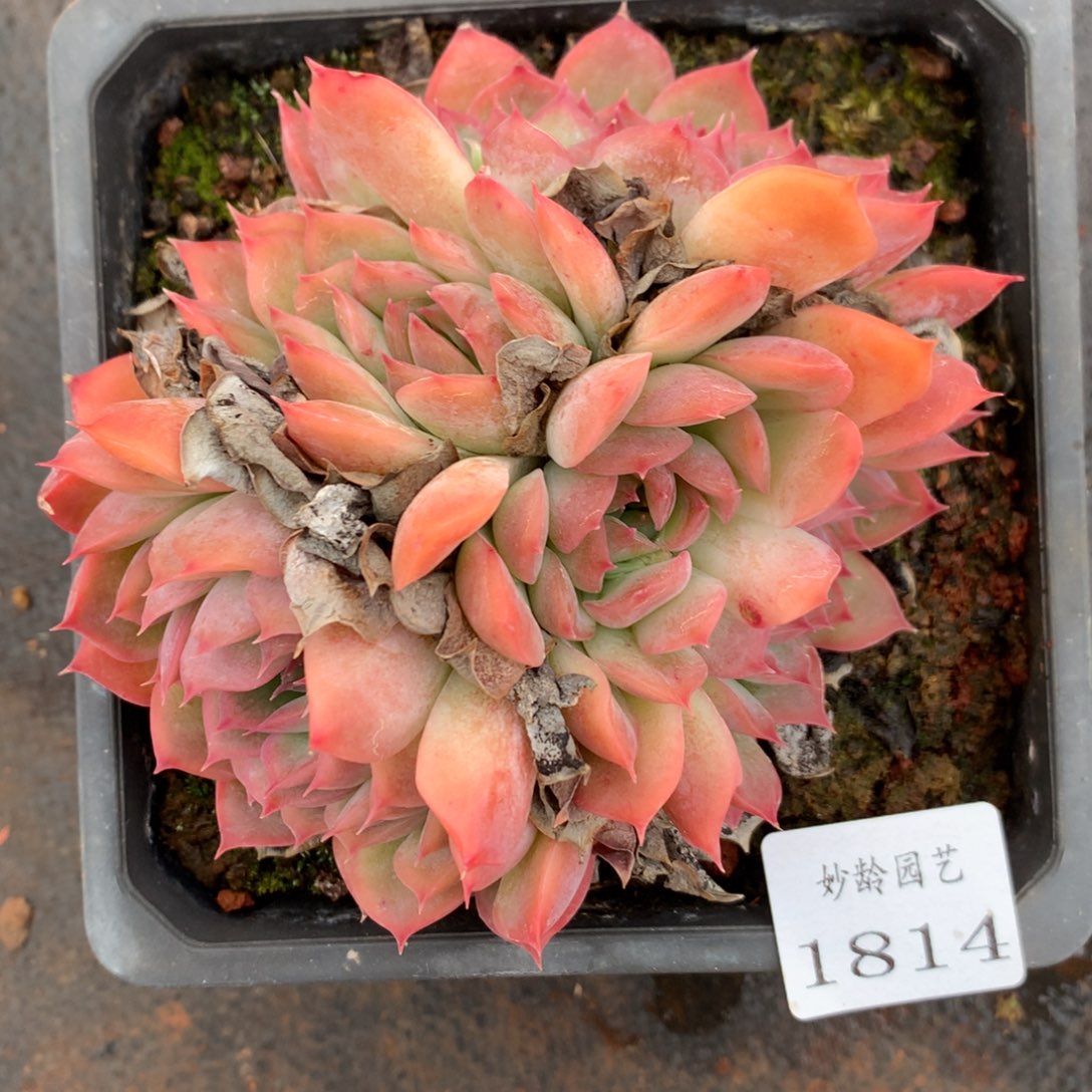 1814杂交精品基地11厘米