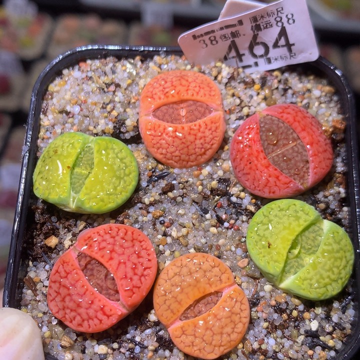 精品sss多肉花464