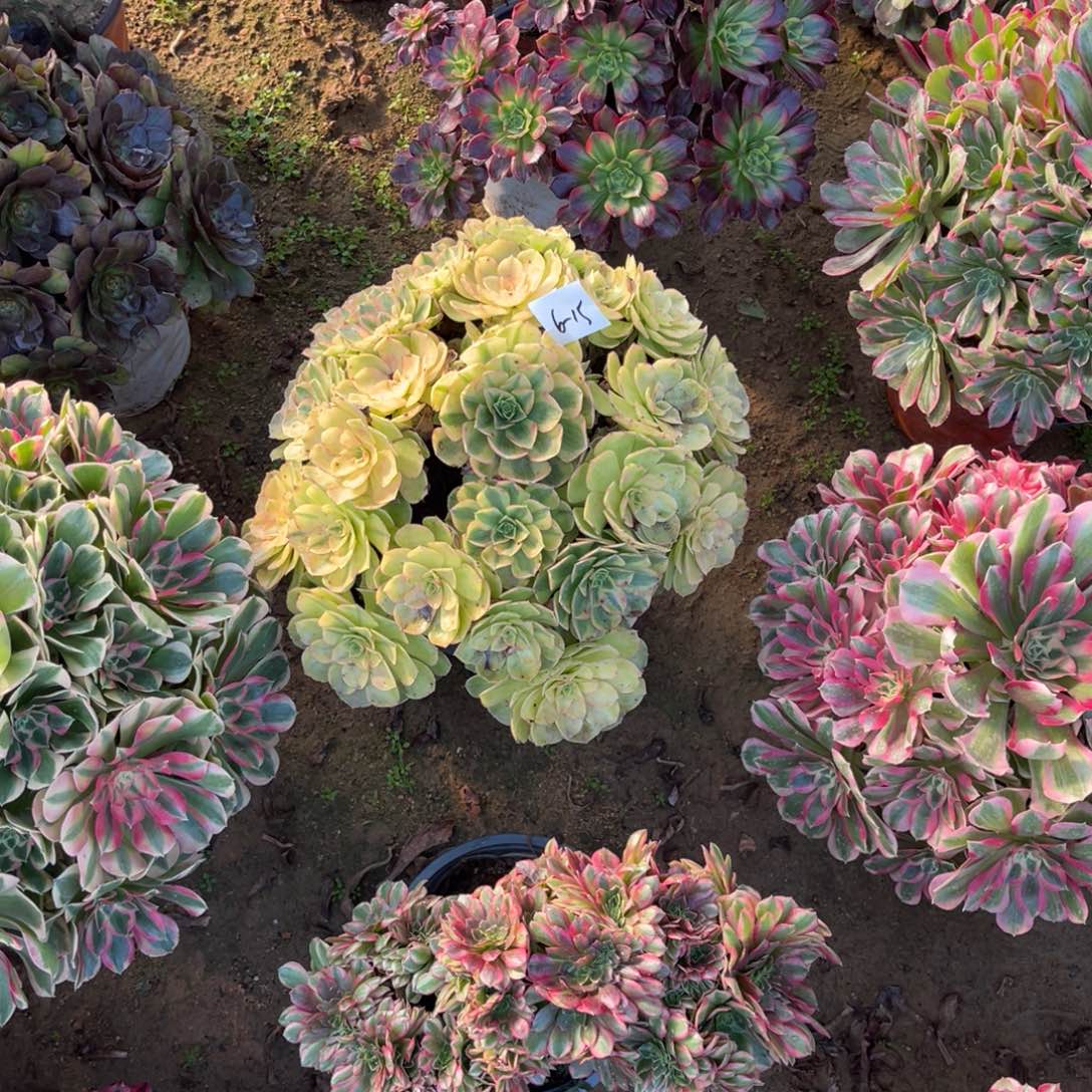 用***612-6-15雨荷法师锦