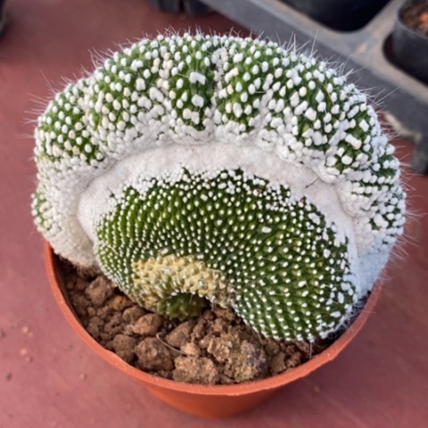 松露缀化8仙人球