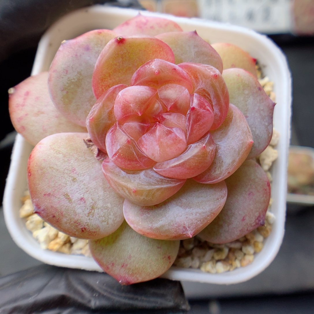 多肉植物。 糖心124