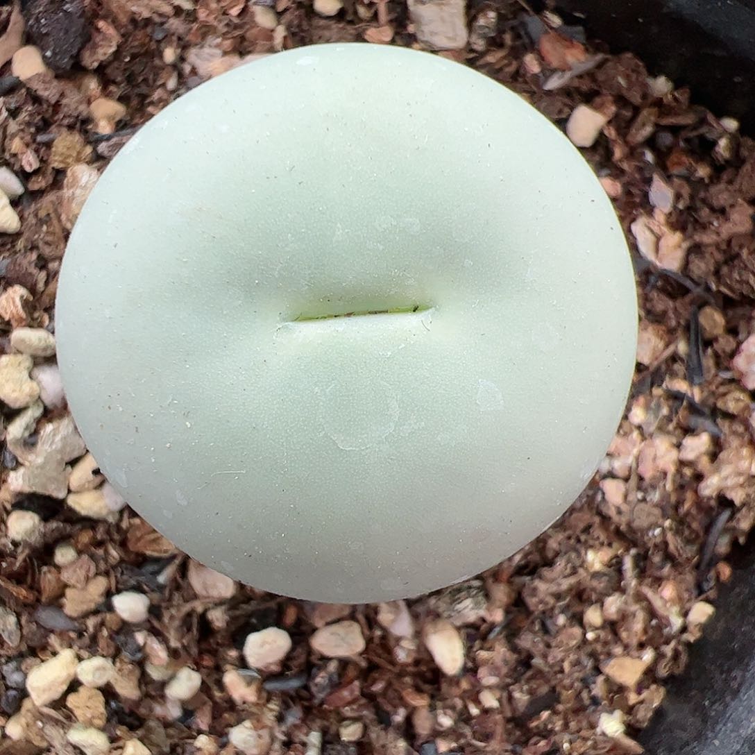 【闪购商品】387 鸽子蛋