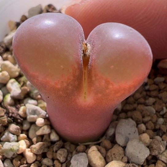 高低窗福利一颗Pnsp 743