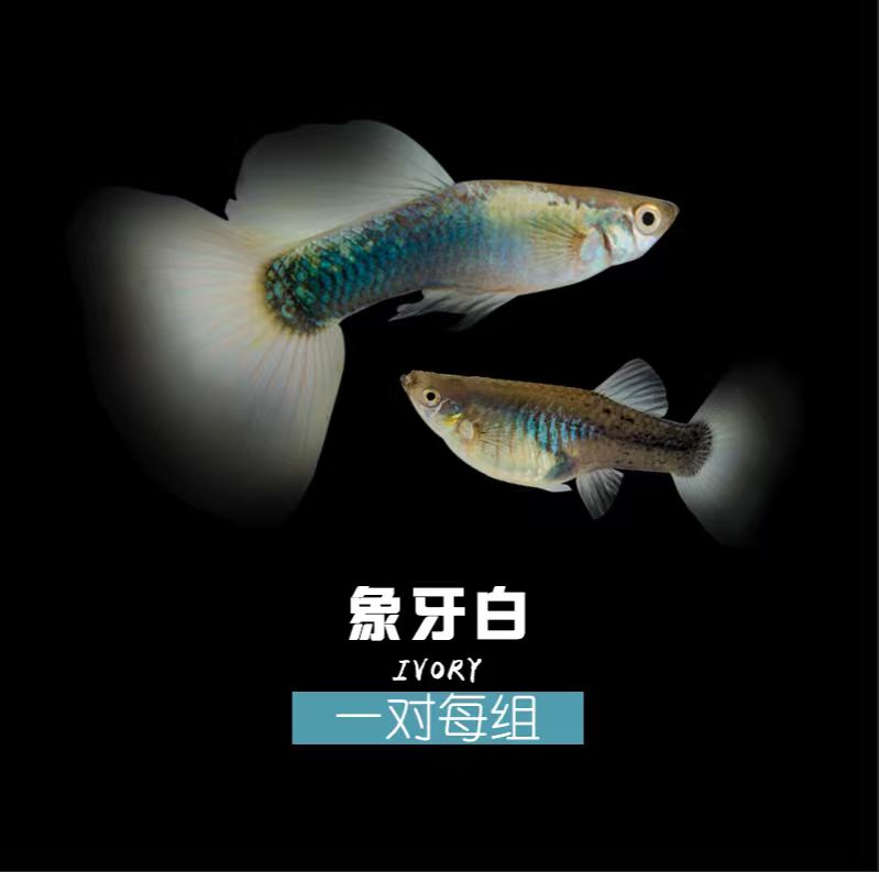 精品象牙白孔雀鱼