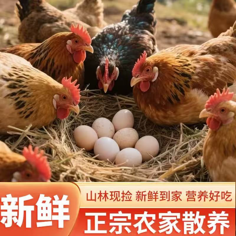 新鲜现捡现发农家散养跑山鸡土鸡蛋孕妇小孩营养鸡蛋70枚送10枚