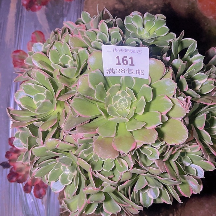 161雨花石多肉植物老桩