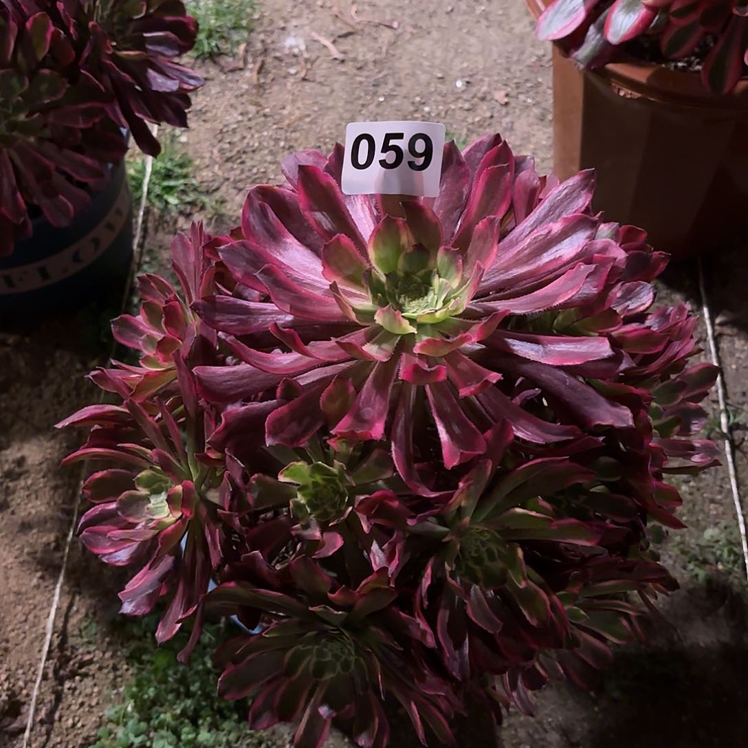 多肉法师紫浪059