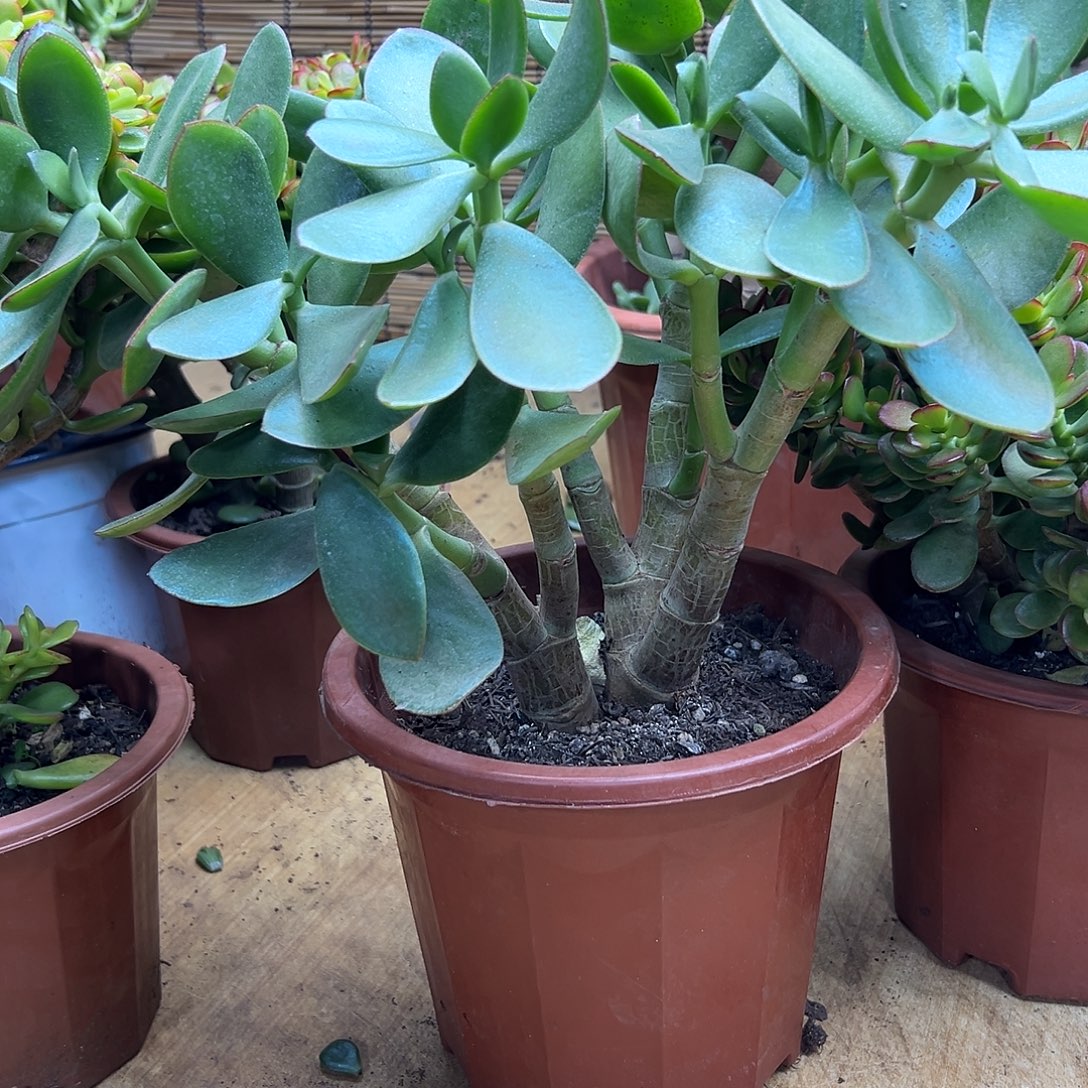 @***完全开放大青叶玉树 一物一拍