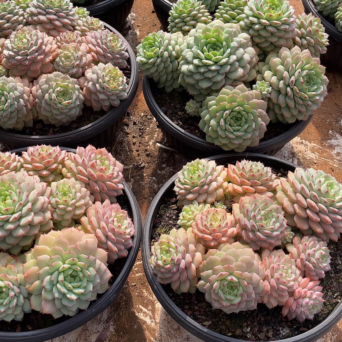 熊猫脸捧花老桩23