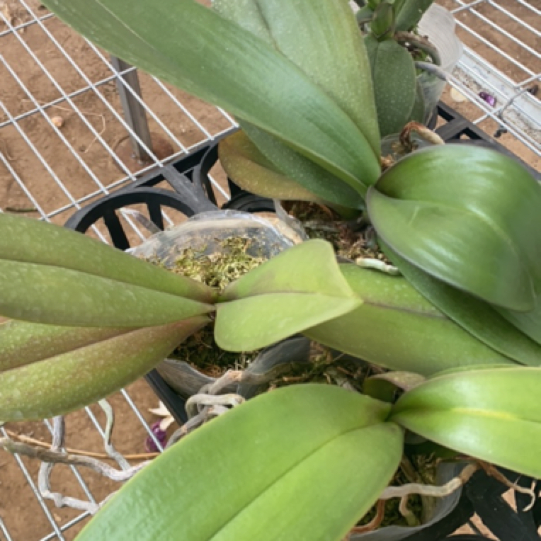 福喜【花后苗4颗随机发 】硬杯装，根系好