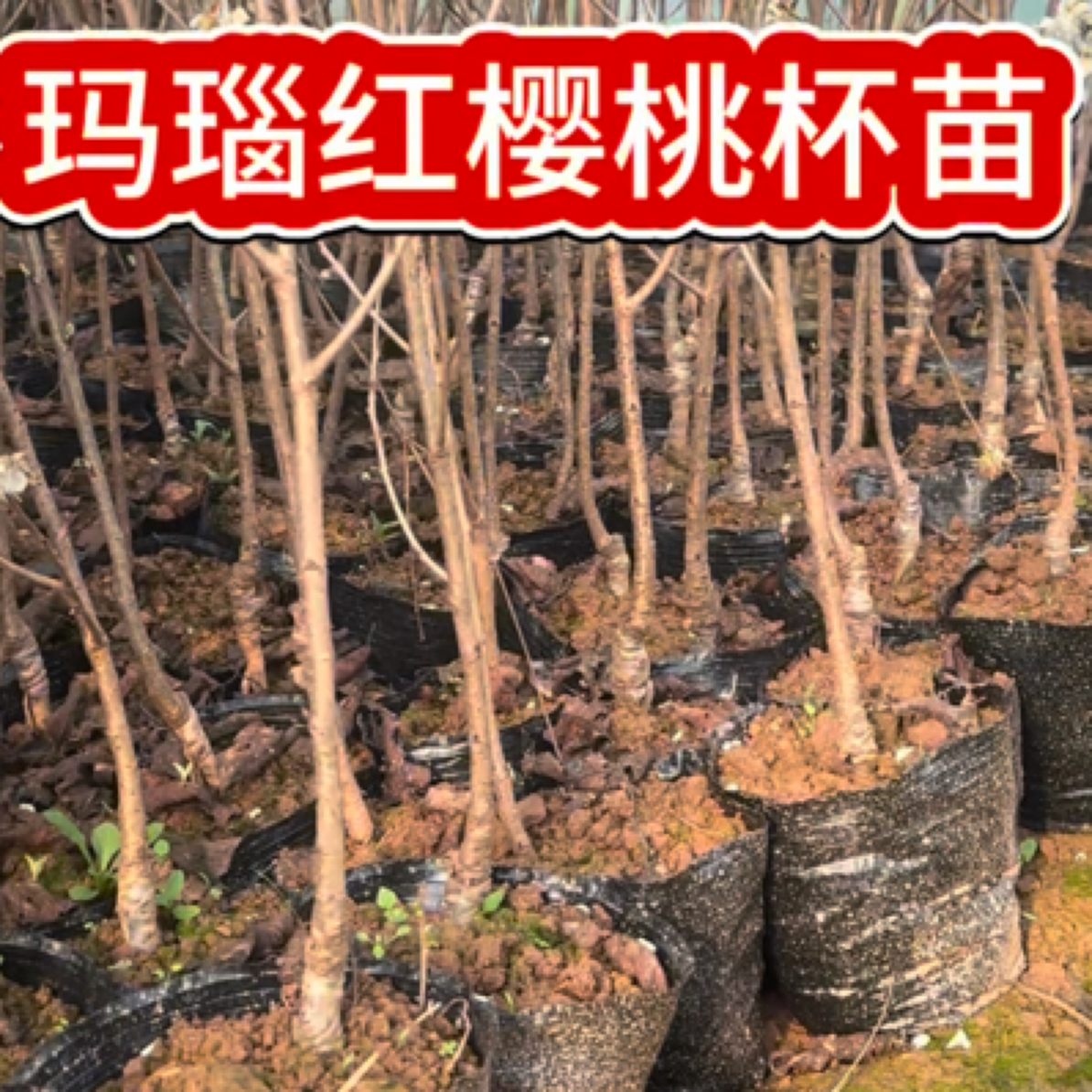 玛瑙红樱桃杯苗红妃樱桃杯苗带土带盆发货