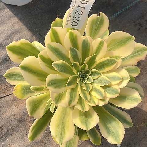 1220辛尼亚多肉法师