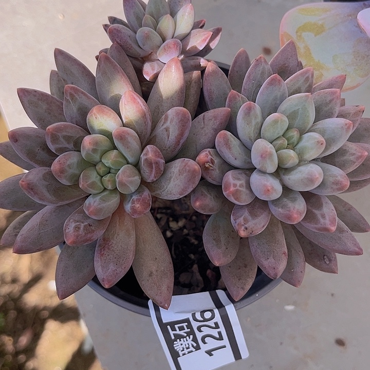 虞姬1226多肉植物