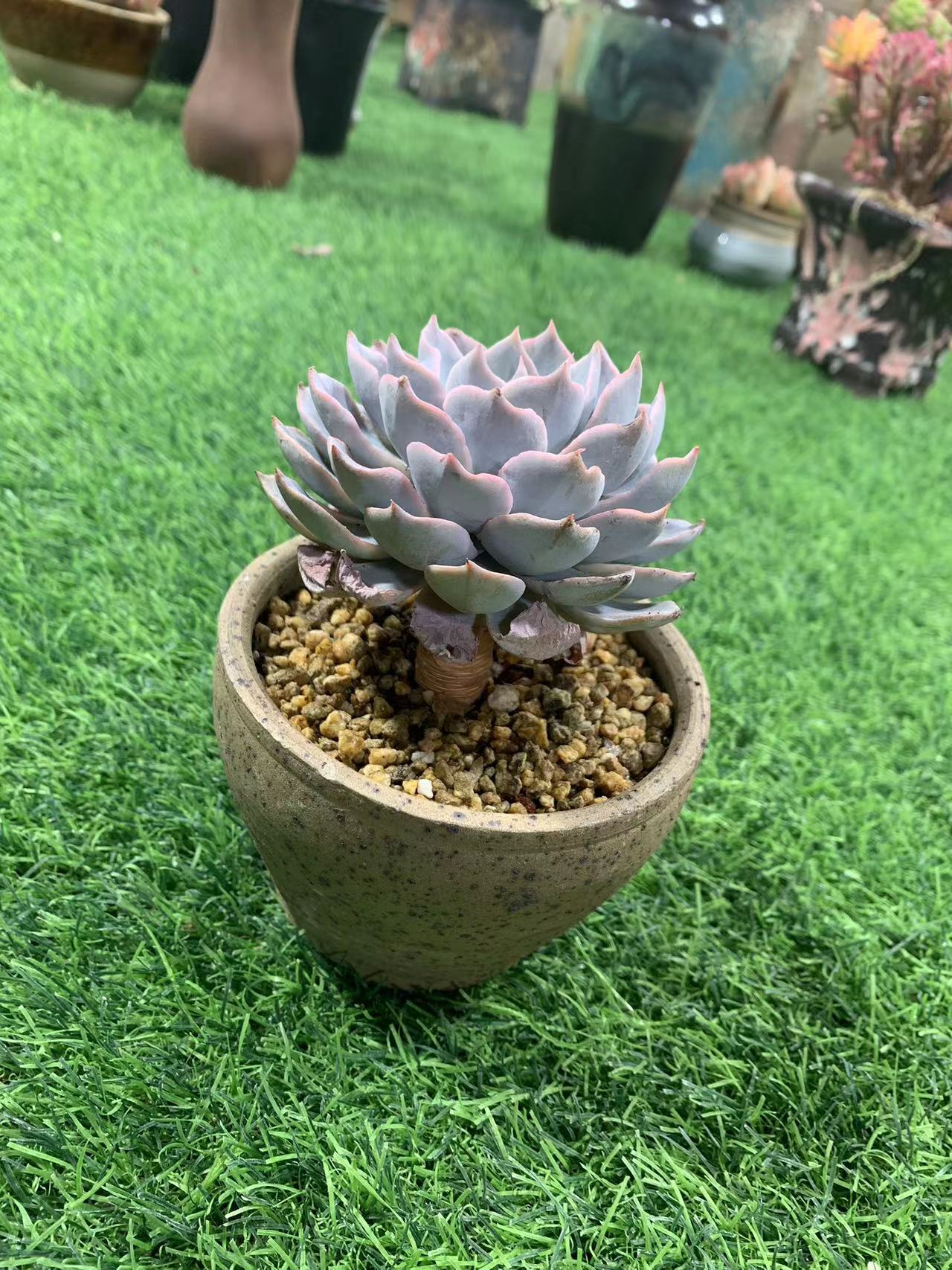 多肉植物一物一拍18