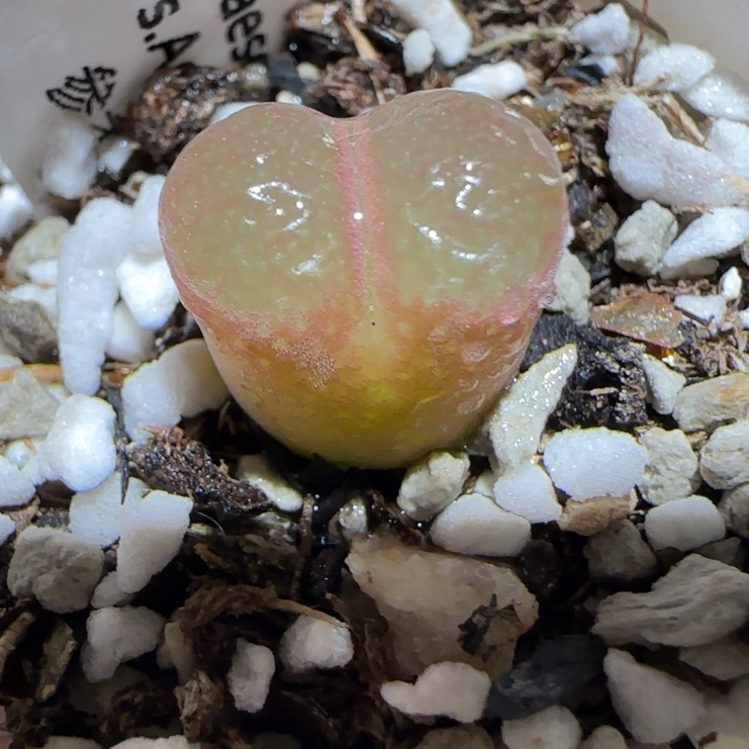 肉锥多肉植物百科-1802.4风铃347