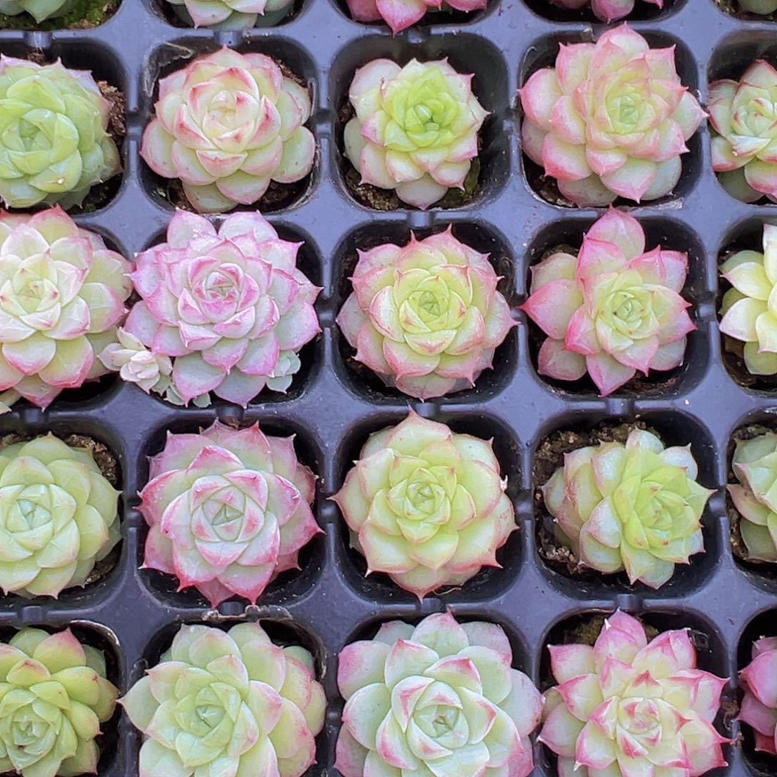 穴盘女王麦秆5颗19包邮多肉