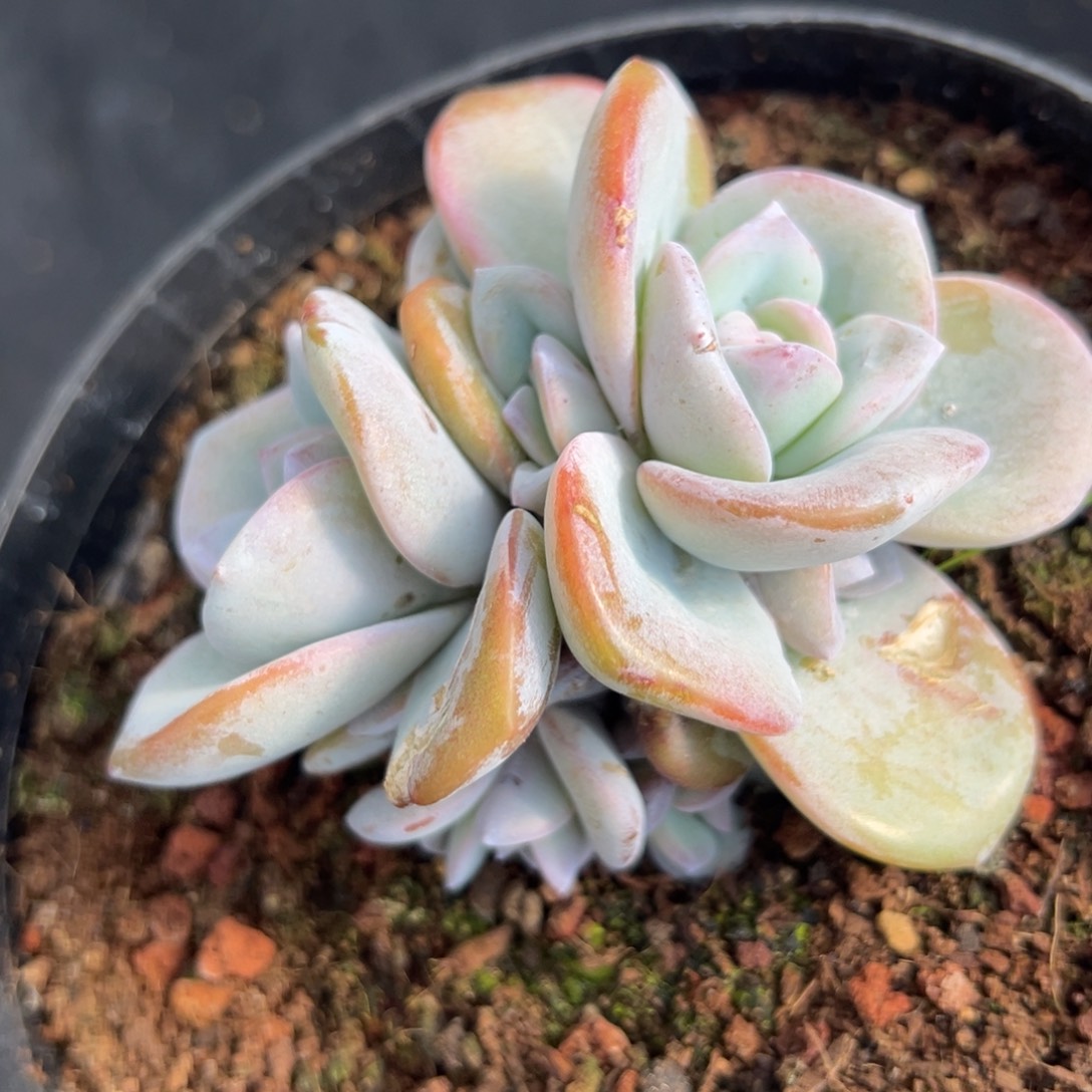 新年快乐 新年快乐