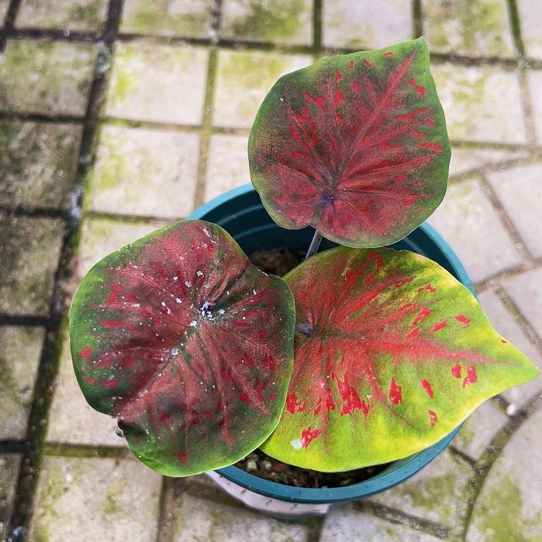 Y***g完全开放一物一拍5177