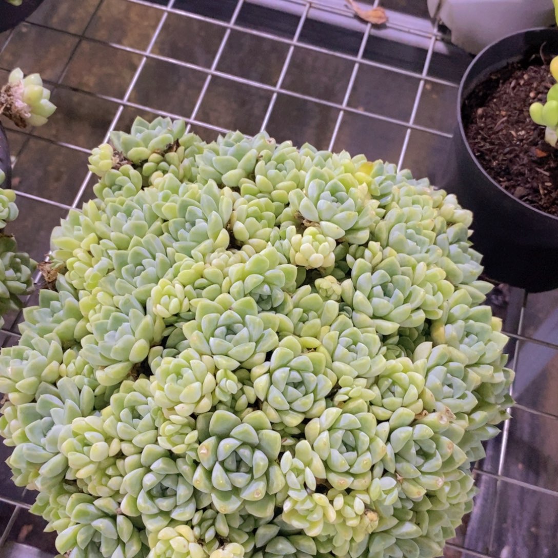 厚叶月影整桩整群带盆土