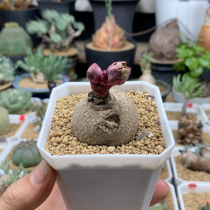 玫瑰大戟带盆福利