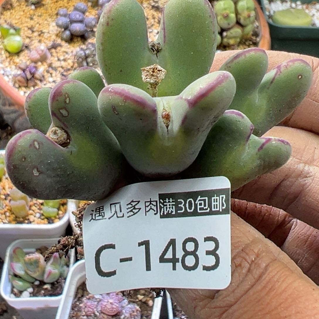 多肉植物111111111111