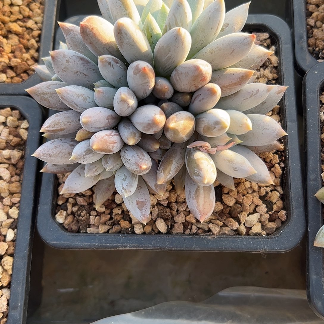 爱****哥特萝莉一物一拍