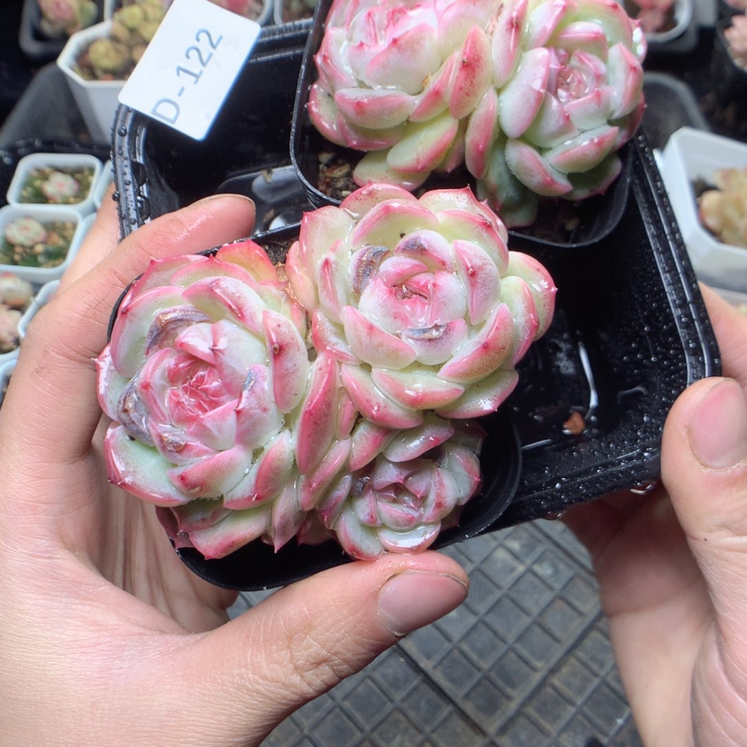 无花朵D122。yyyyyyyy