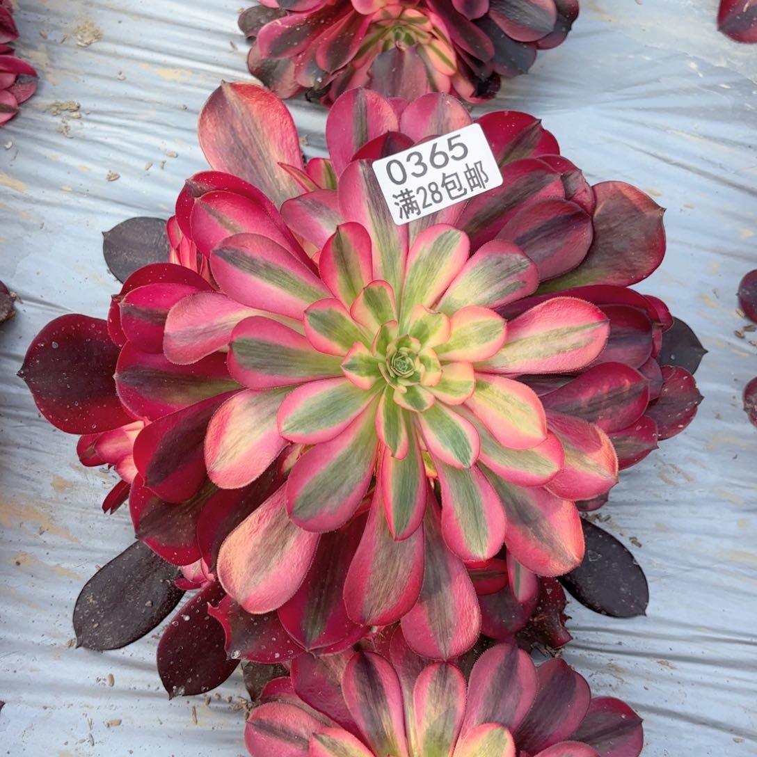 P.    0365美杜莎多肉