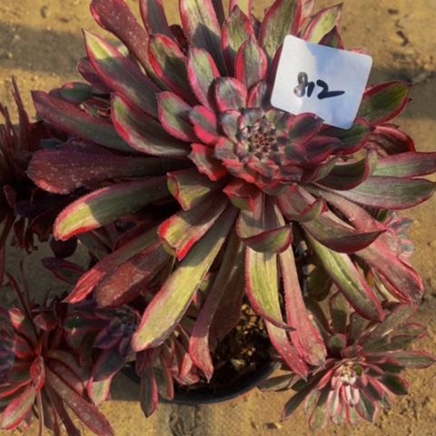 紫霞仙子，812多肉