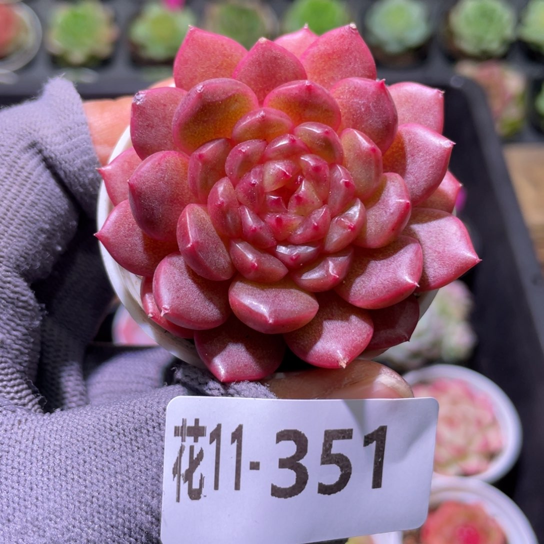 花利美11-351灵翠