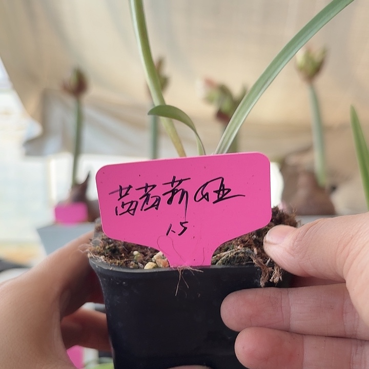 无花朵西西莉亚朱顶红直径1.5