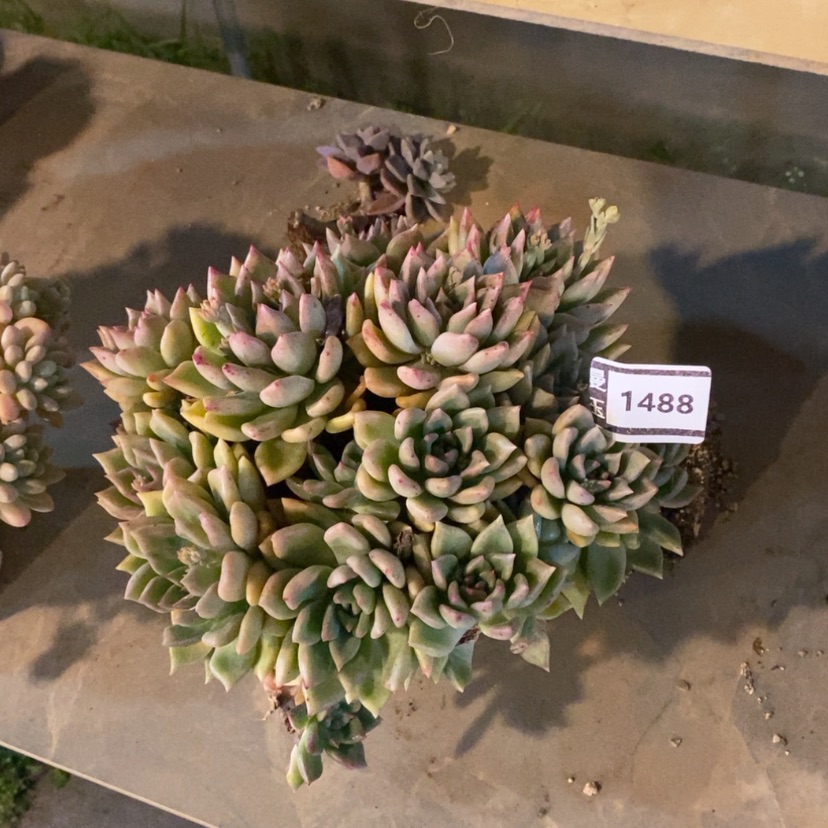 【闪购商品】璀璨1488
