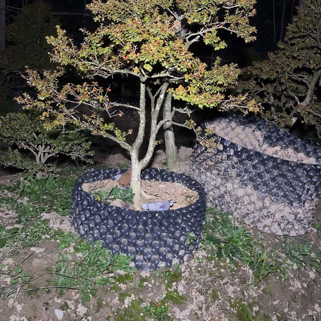 无花朵珍珠黄杨3118