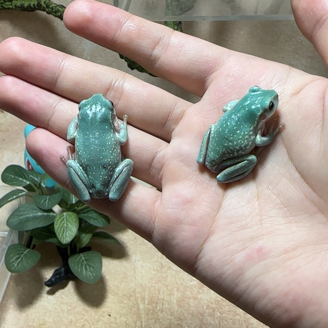 老爷树蛙奥蓝小暴雪两只