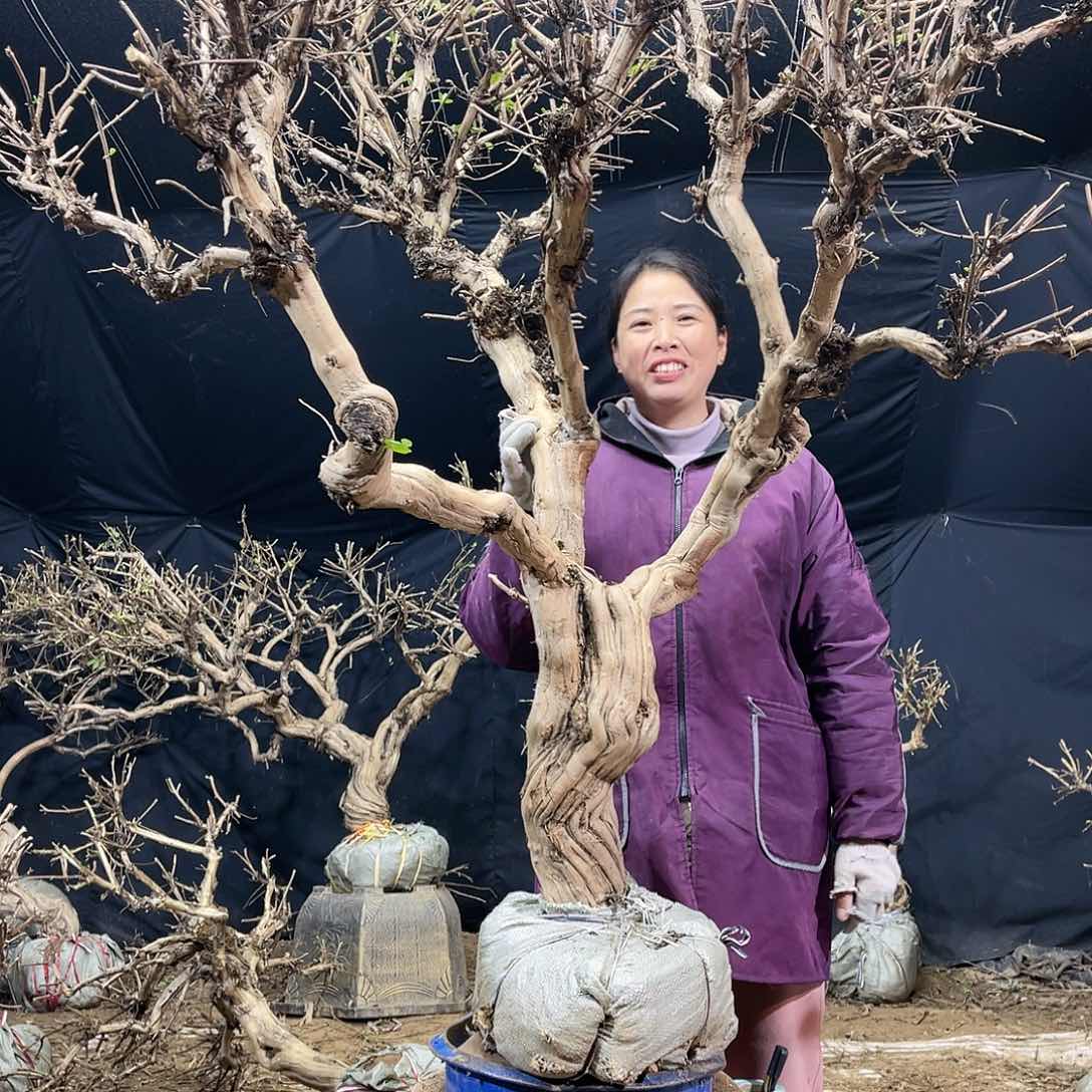 金银花的故事是一个人的故事